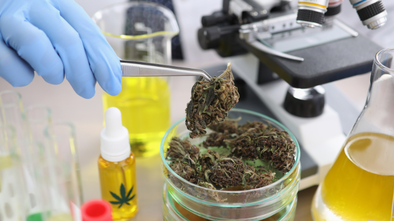 Regulatory wilgotności a susz konopny